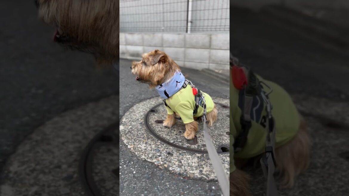 【猫さん見つけて笑顔になる吉】#shorts #norfolkterrier #愛犬キチ #kichi #dog #猫好き #ノーフォークテリア #smile