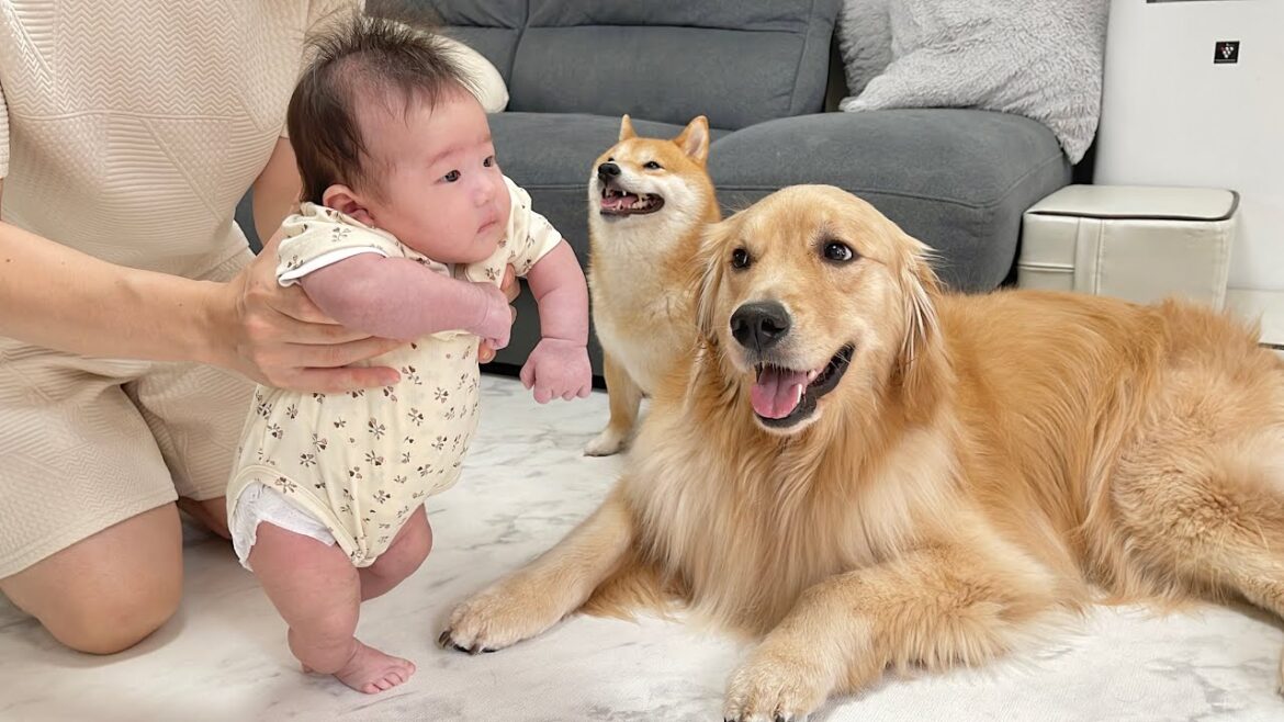 初めて地面に立った赤ちゃんを母親のような眼差しで見守る豆柴とゴールデンレトリバーが優しすぎました...
