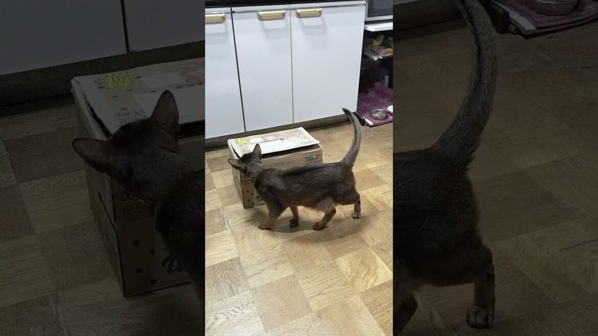 ネコ動画あび#3875　#shorts　#あび #ねこ #ネコのあび #猫動画