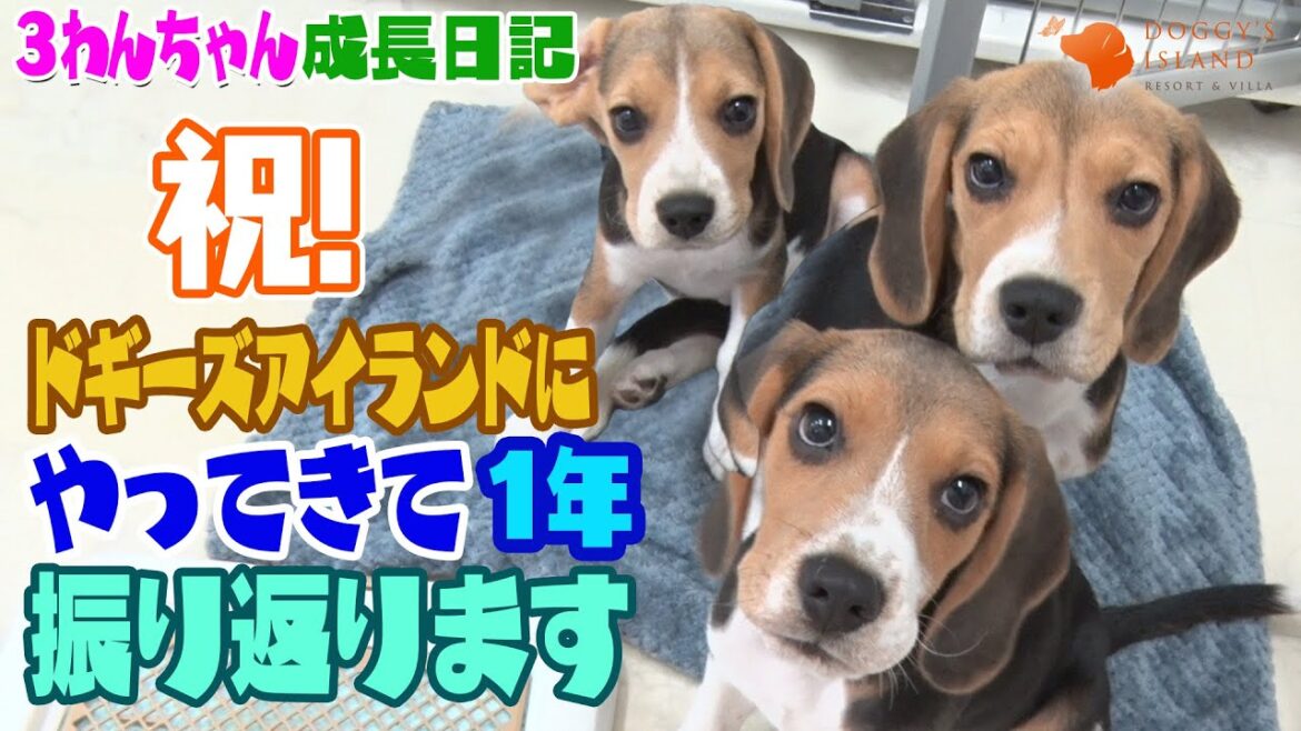㊗️やってきて1年。その歩みを振り返ります。【ビーグル子犬成長日記】
