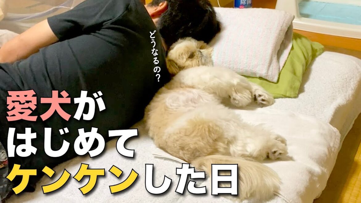 【シーズー】愛犬が初めてケンケンした日、動物病院へ【337】