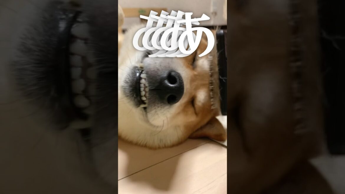 湘南の柴犬　#柴犬 #スイーツ　#アテレコ