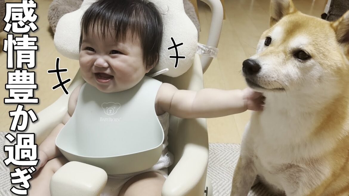 柴犬のおかげで日増しに「喜怒哀楽」の感情が増える赤ちゃん