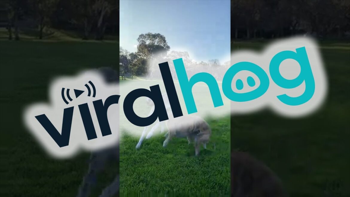 Whippet Zoomies at Seeing Her Friend || ViralHog