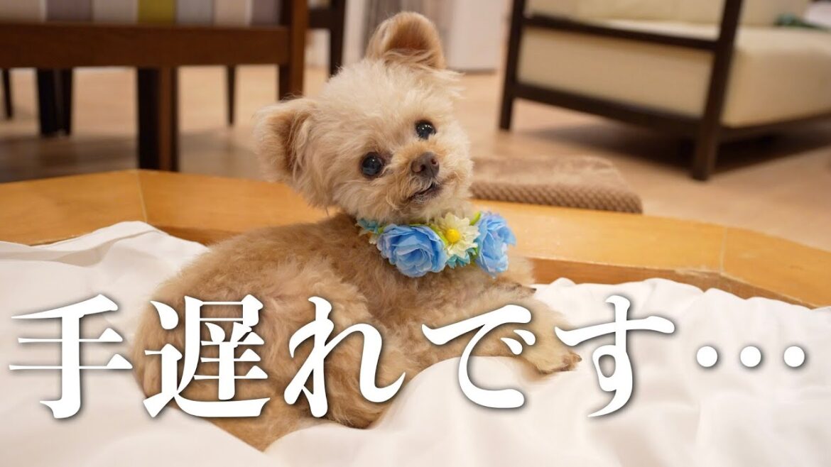 【お誕生日旅行⑥】宿泊の朝からトラブル発生・・・【トイプードル】