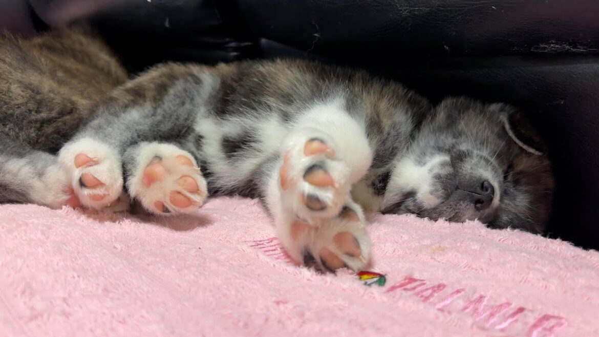 高橋さんちの秋田犬#20　ピンクのおてて