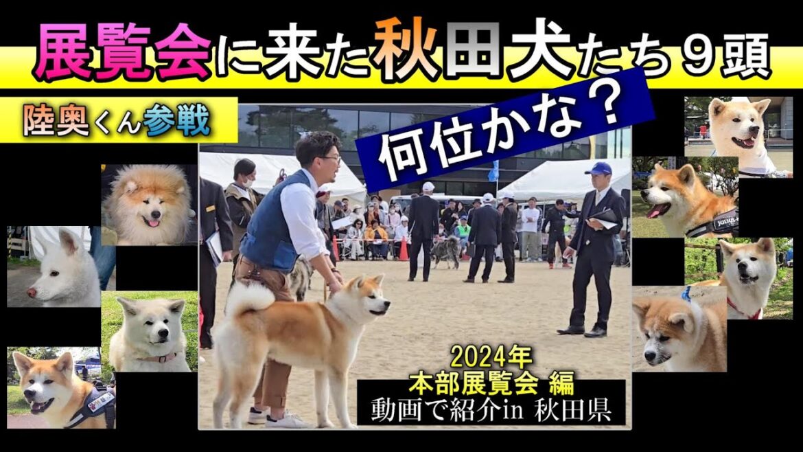 【秋田犬たち】秋田犬保存会 本部展の展覧会に来た秋田犬たち 2024年第149回は秋田犬と渋谷のハチ公のふるさと秋田県大館市で開催 全国と海外から美しい秋田犬が170頭 #akitainu #ムツ