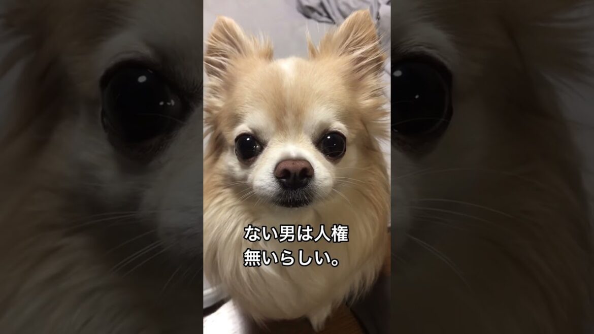 【ぷん助】パパをディスるチワワ #shorts #chihuahua #ロングコートチワワ  #身長170㎝ない男は人権ないらしい #dog