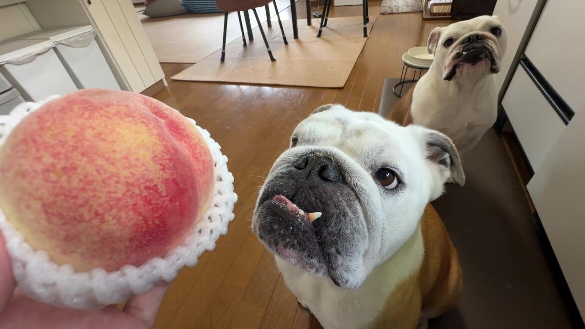 美味しい桃が手に入ったのでブルドッグのぶるまるこに食べさせてみた♪ 美味しい桃が手に入ったのでブルドッグのぶるまるこに食べさせてみた♪