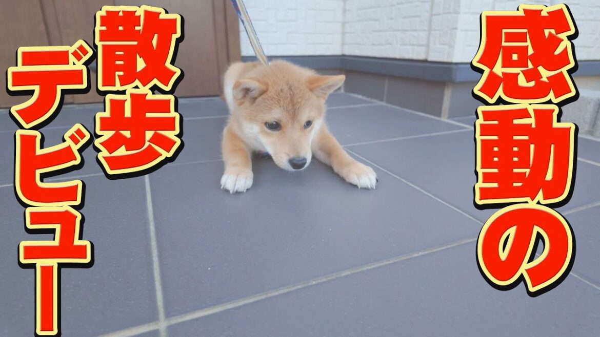 ２ヶ月前、命を失いかけた子犬が、奇跡を見せてくれました