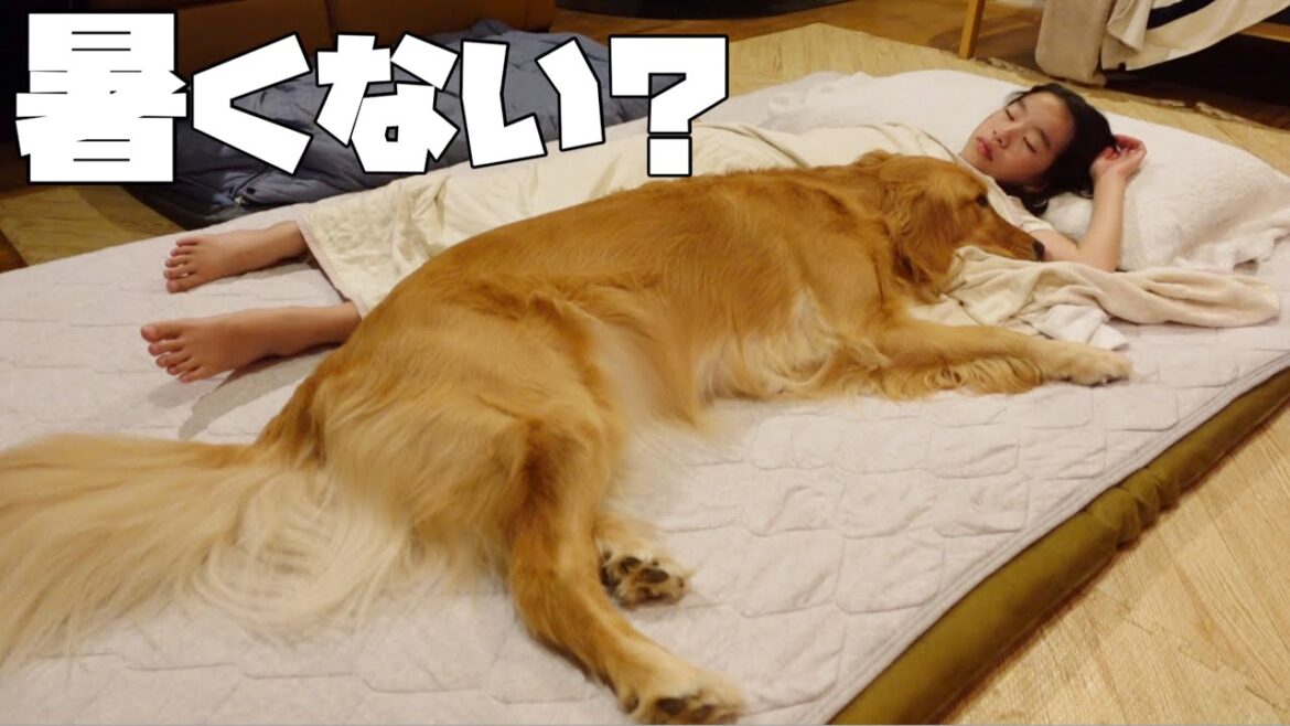 暑くても姉とくっ付いて寝たいゴールデンレトリバー