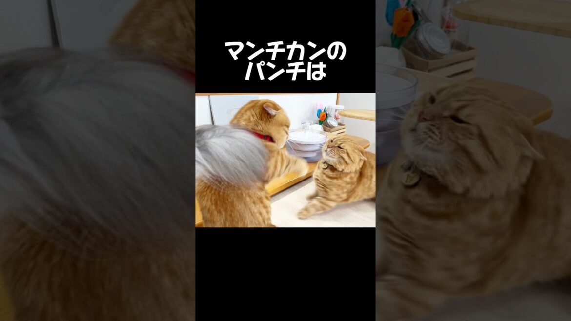 マンチカンのパンチは一発も当たらないので... #猫 #マンチカン #shorts