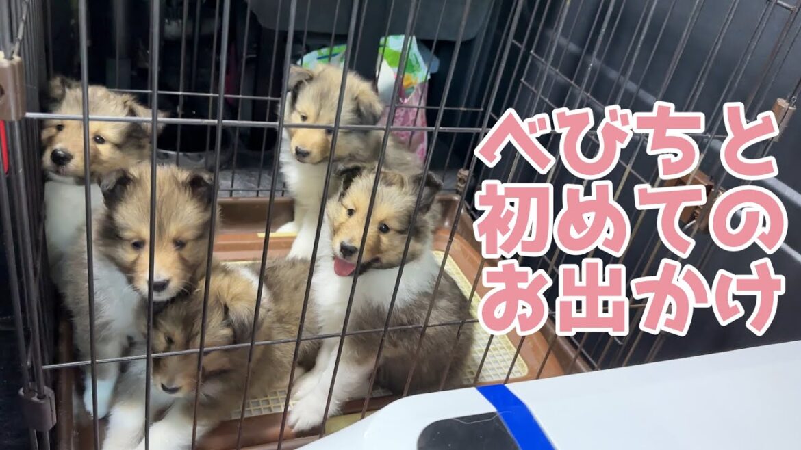【シェルティ】べびちと初めてのお出かけ🚙【瑞鶴号】