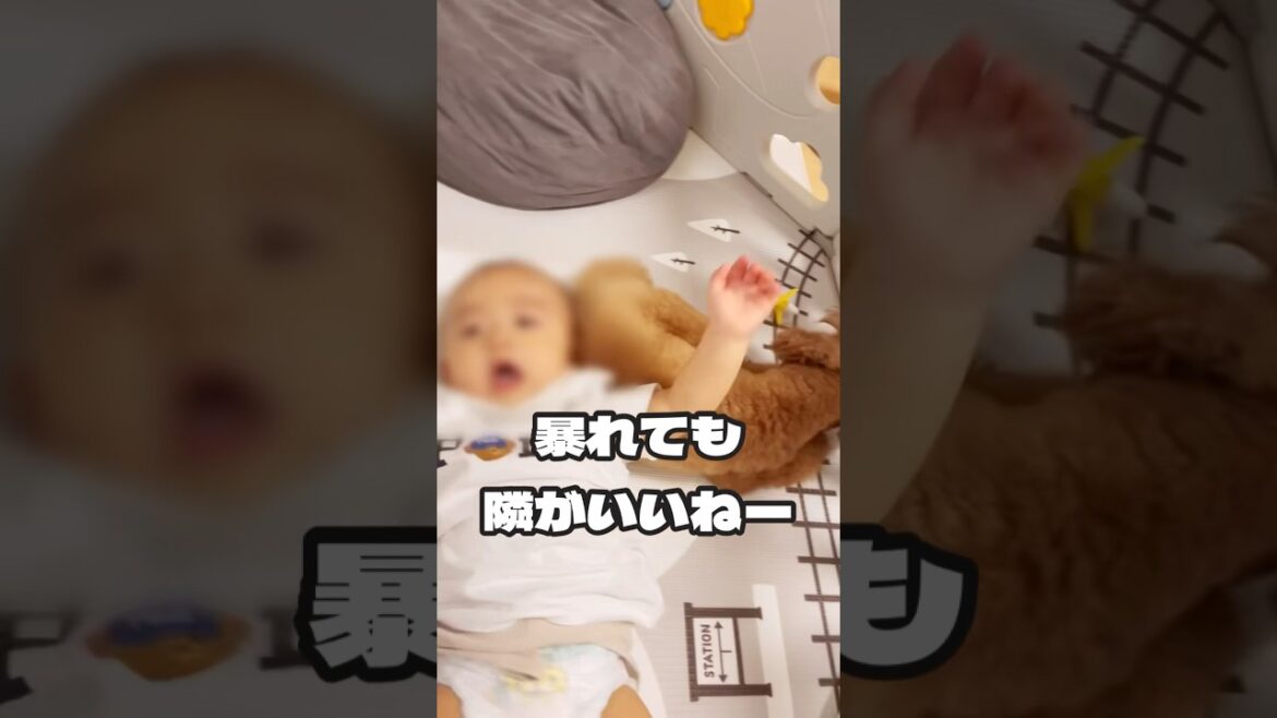 暴れても隣がいいトイプードル#toypoodle