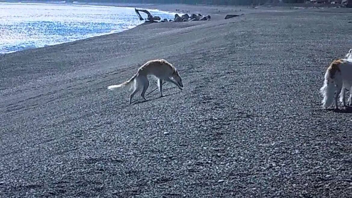 ボルゾイ３頭七里の御浜