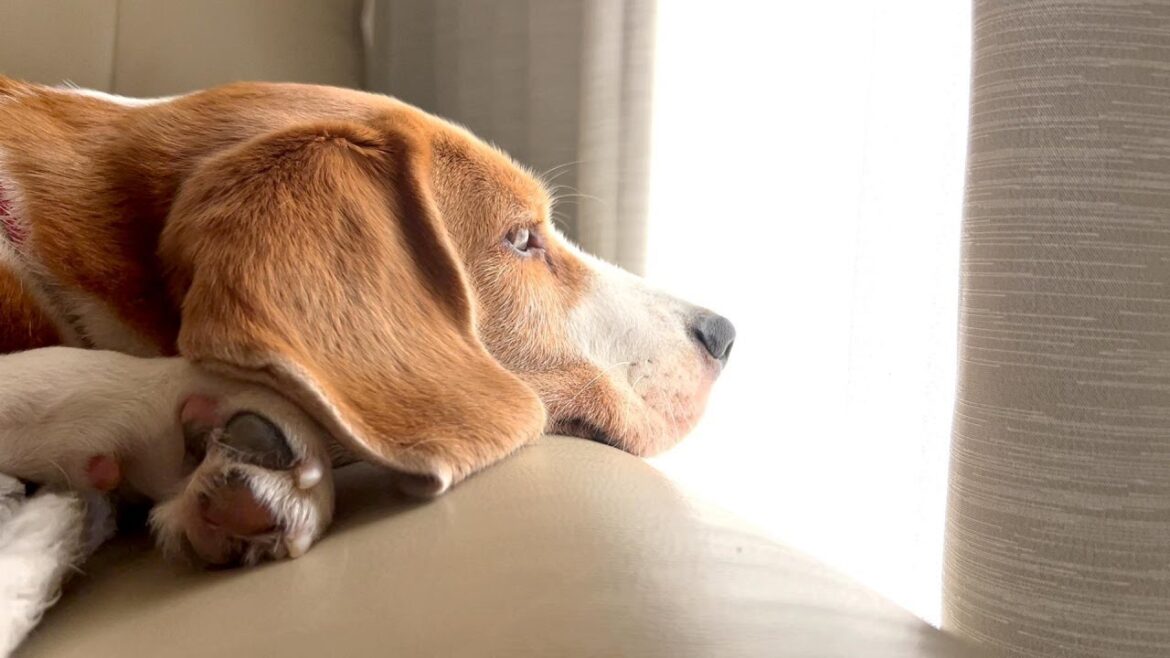 パパが帰らないとビーグル犬も寂しいようです