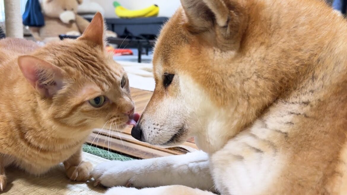 柴犬の匂いが大好きな茶とら猫はクンクンぺろぺろ大忙しです