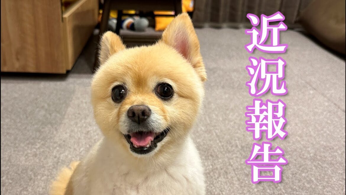 【近況報告】最近の愛犬の様子について