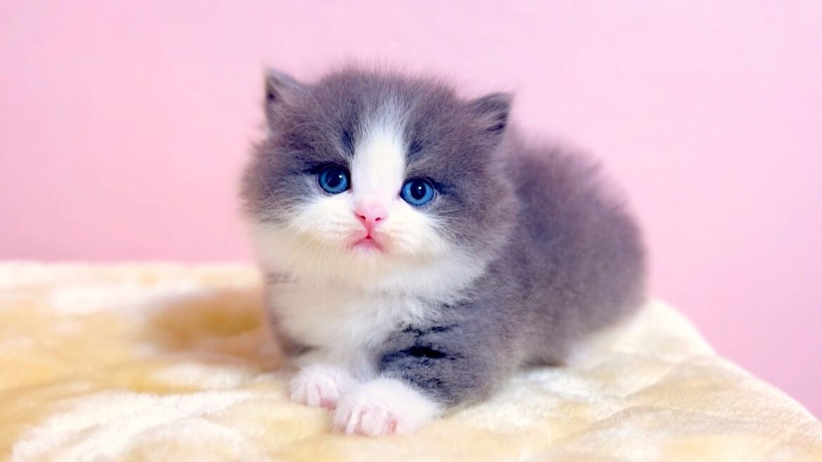 【マンチカンの子猫】子猫の撮影してると翻訳こんにゃくが欲しくなる件 ~猫のいる生活Vol.986~出産動画 マンチカン短足・ミヌエット・ペルシャ猫専門ブリーダー『ペット蔵人』【子猫の成長記録】 【マンチカンの子猫】子猫の撮影してると翻訳こんにゃくが欲しくなる件 ~猫のいる生活Vol.986~出産動画 マンチカン短足・ミヌエット・ペルシャ猫専門ブリーダー『ペット蔵人』【子猫の成長記録】