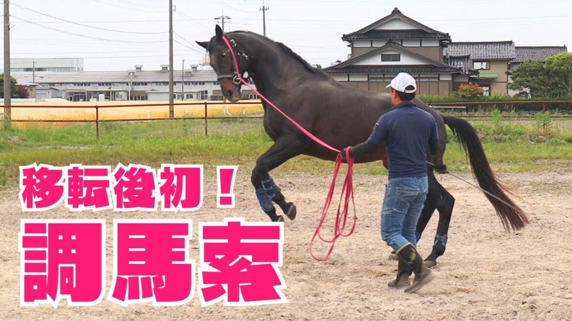 移転後初の運動!馬たちを調馬索したよ!【Vlog】 移転後初の運動!馬たちを調馬索したよ!【Vlog】