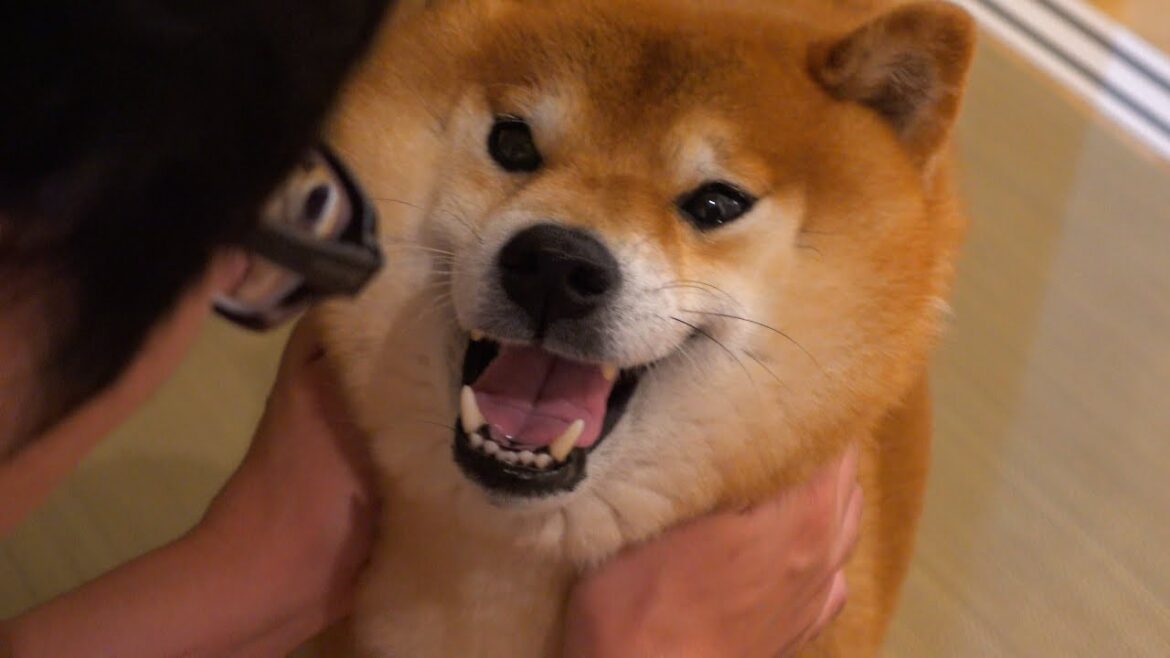 柴犬ハチ、深夜に犬語で謎の訴え‥どうした？