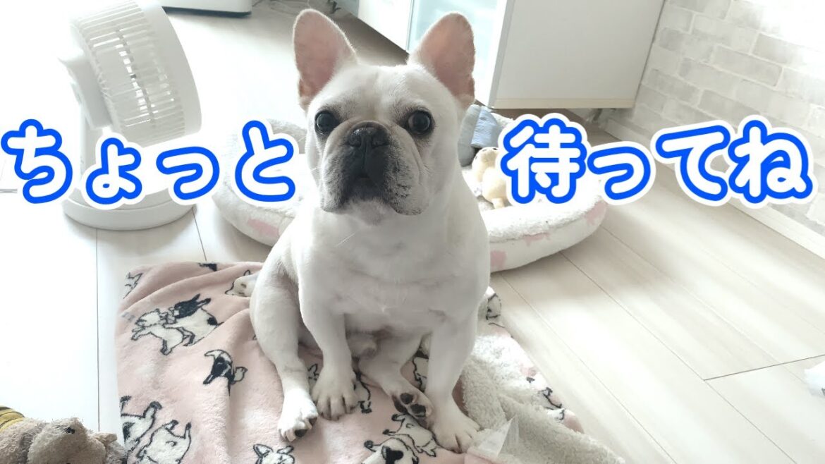 チンスリ待ちの朝【フレンチブルドッグ frenchbulldog】