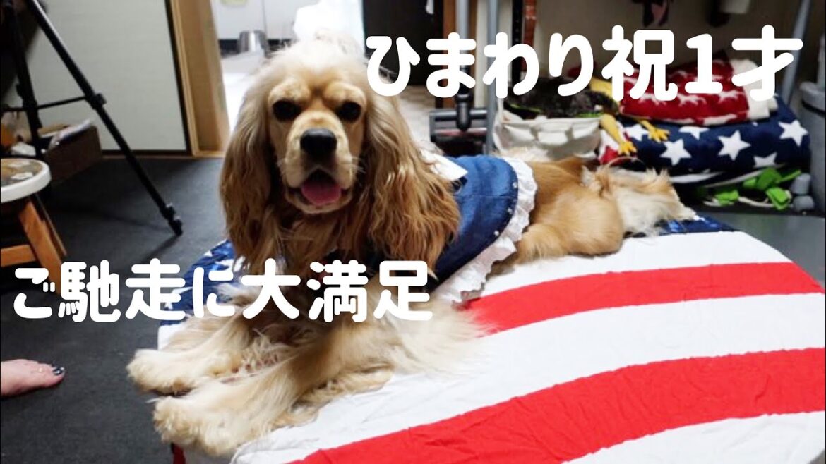 犬の誕生会は連続おやつ祭り！アメリカンコッカースパニエル