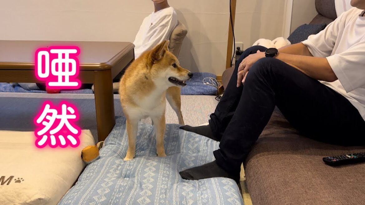 飼い主がいつも座っている場所を入れ替えてみたら愛犬の反応が可愛すぎました