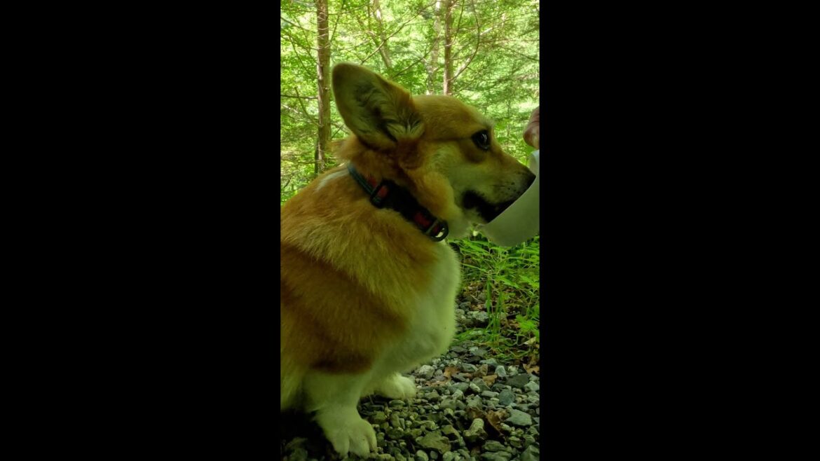 水分を補給するコーギー / Corgi hydrating #corgi #コーギー #サクラ