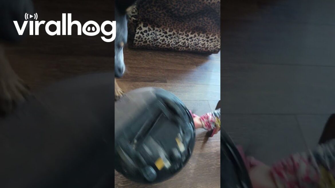 Blue Heeler Flips Robot Vacuum || ViralHog