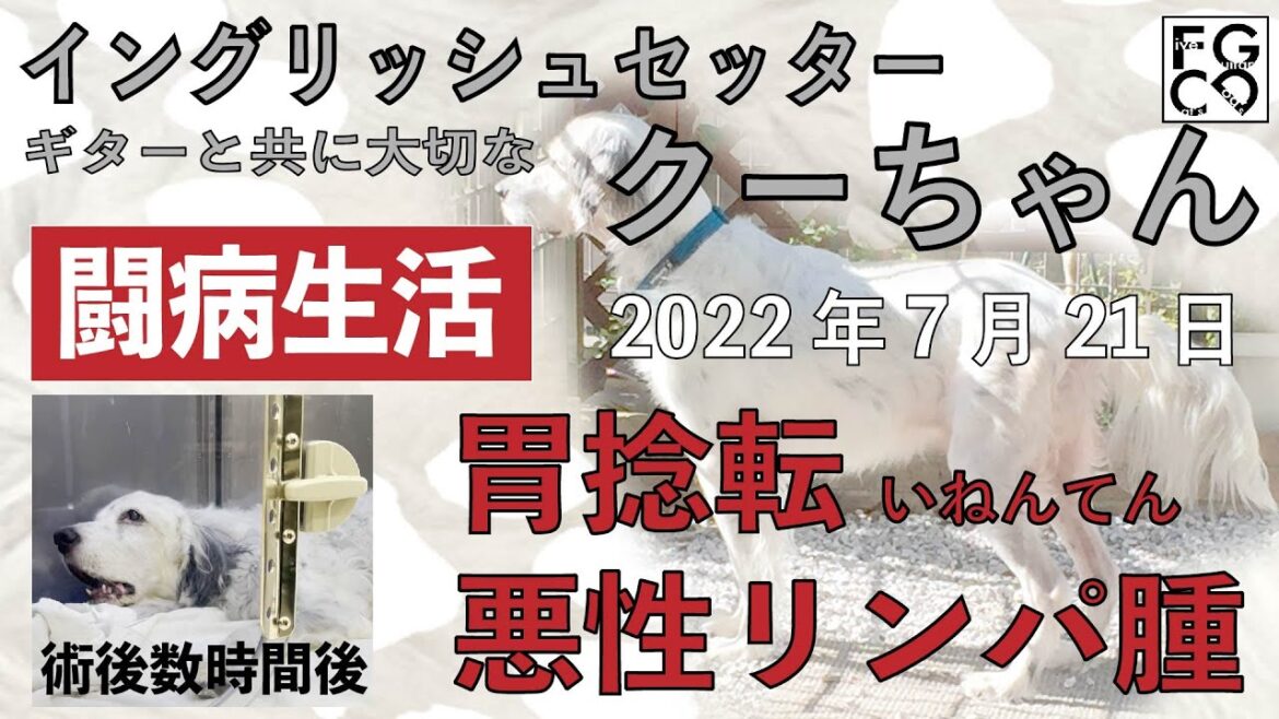 イングリッシュセッター「胃捻転」「悪性リンパ腫」闘病生活