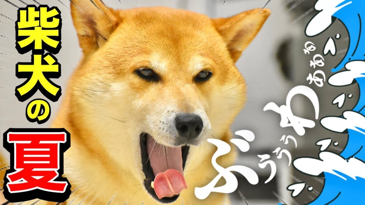 大丈夫！？柴犬こむぎが夏の海で穴を掘ったらハプニングが起きた日のお話【三浦半島ジブリ】三浦海岸編