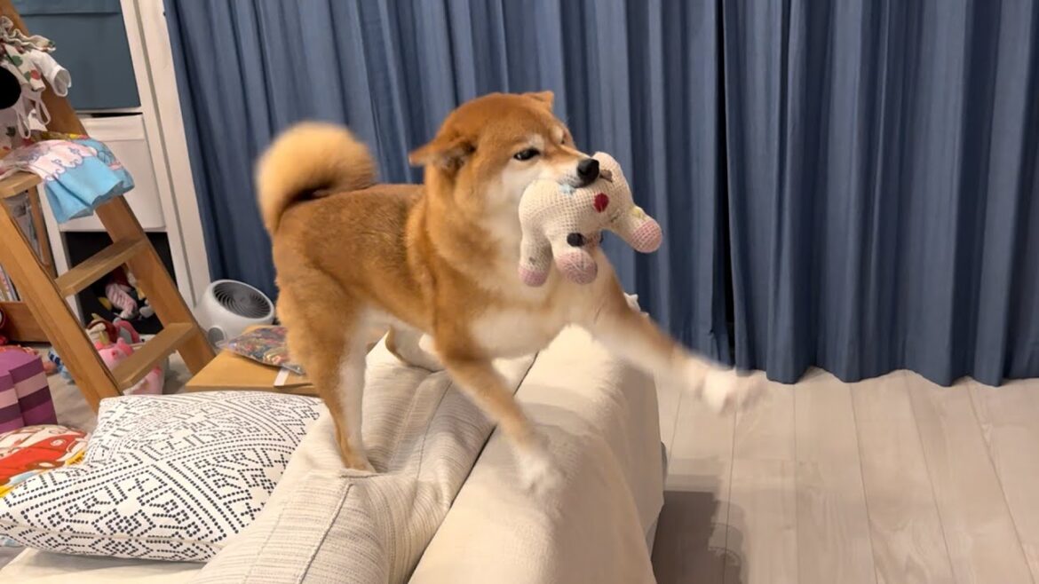 パパが出張から帰った時のお出迎えが激しすぎる柴犬【高速チョイチョイ】