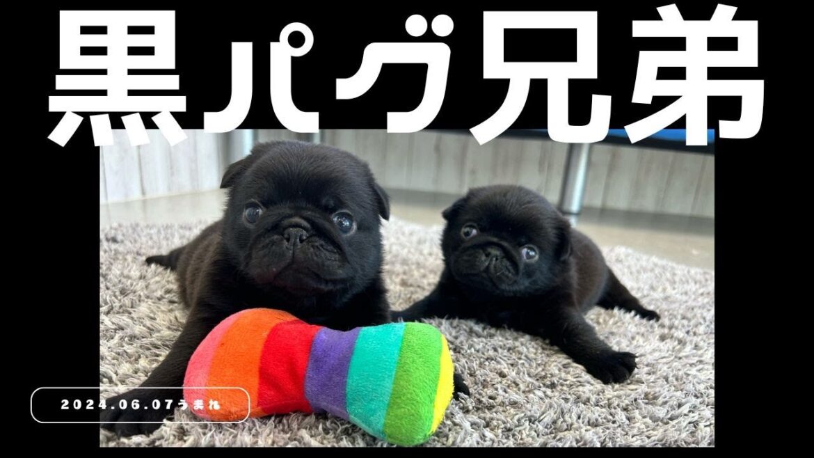 2024.06.07生まれの黒パグ兄弟です🤍