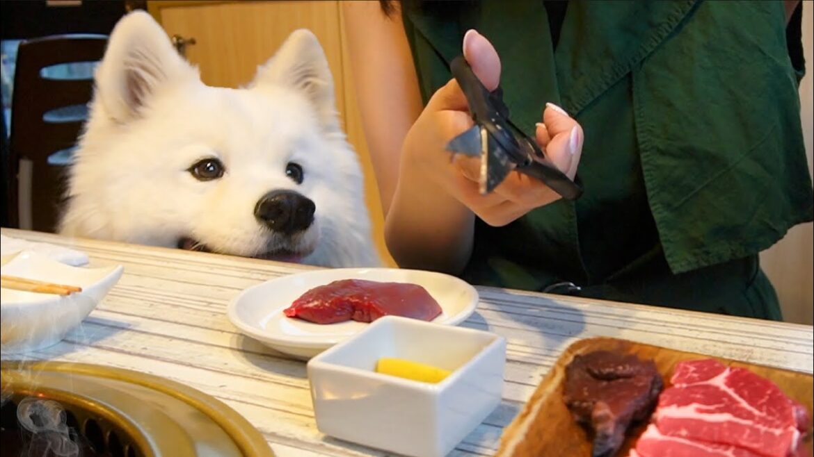 愛犬と行ける焼肉屋さんでお肉を見つめる目があざとすぎる大型犬が可愛すぎました…