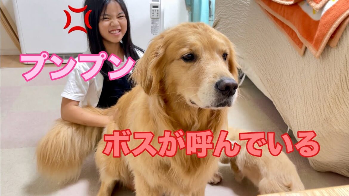 妹の膝上に座りながらも、妹よりもボスが気になってしょうがない大型犬クッキー【ゴールデンレトリバーとミニチュアダックスフンド】