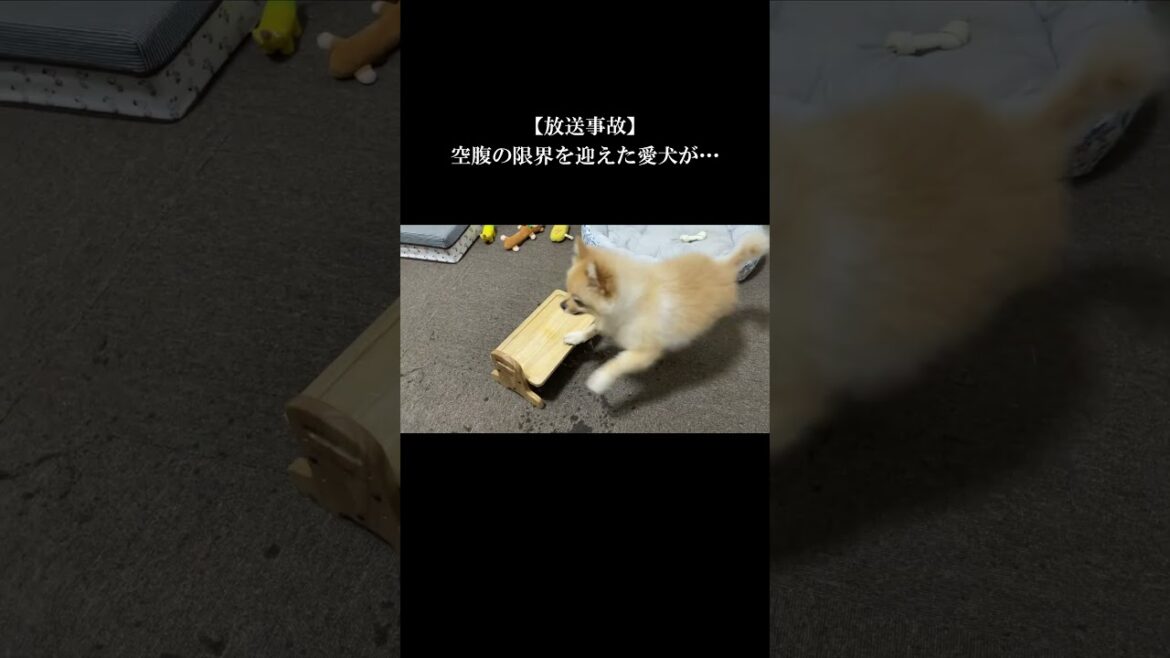【放送事故】空腹の限界を迎えた愛犬がこうなりました… #shorts