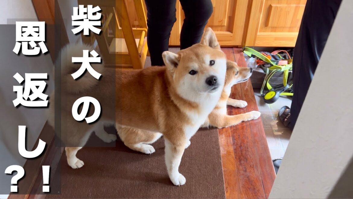 ２泊３日の実家泊、暖かい家族愛に包まれた柴犬達の最終日は仇で返す