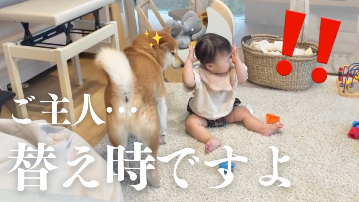 オムツの替え時を完璧に教えてくれる優秀なベビーシッター犬がこちらです