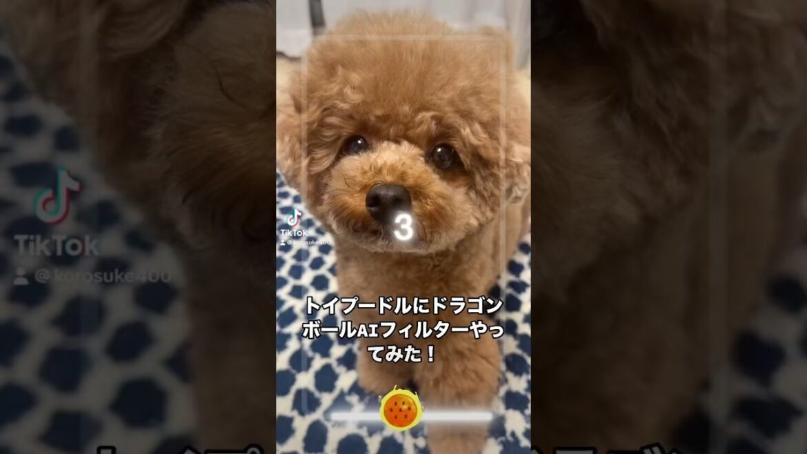 トイプードルにドラゴンボールAIフィルターやってみた❗️ #ドラゴンボール #トイプードル #おすすめ