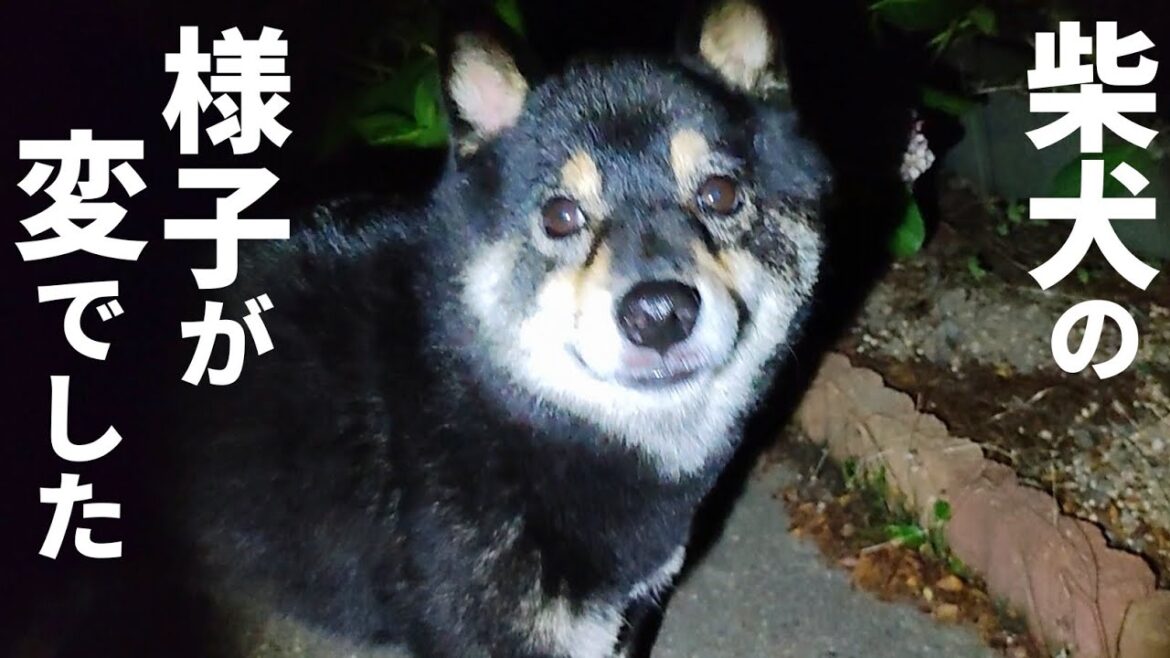 いつも戻って来る柴犬が暗くなっても戻って来ないので迎えに行ったら…【黒柴犬】【shiba inu】【豆柴】