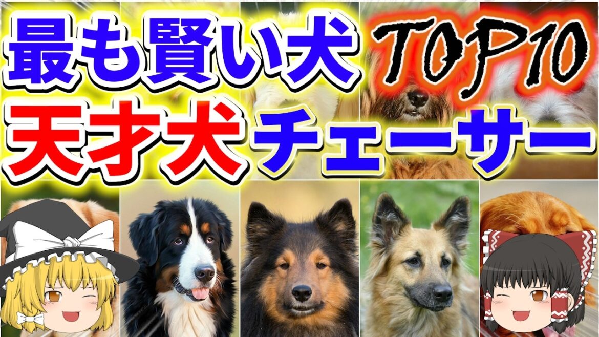 【ゆっくり解説】世界で最も賢い犬はこれ！頂点に君臨する犬とは？
