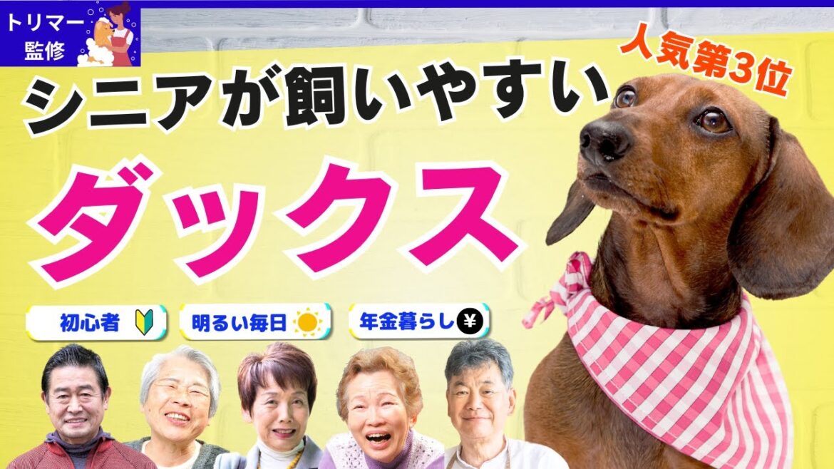 【徹底解説】ミニチュアダックスの飼い方！高齢者との相性バッチリ