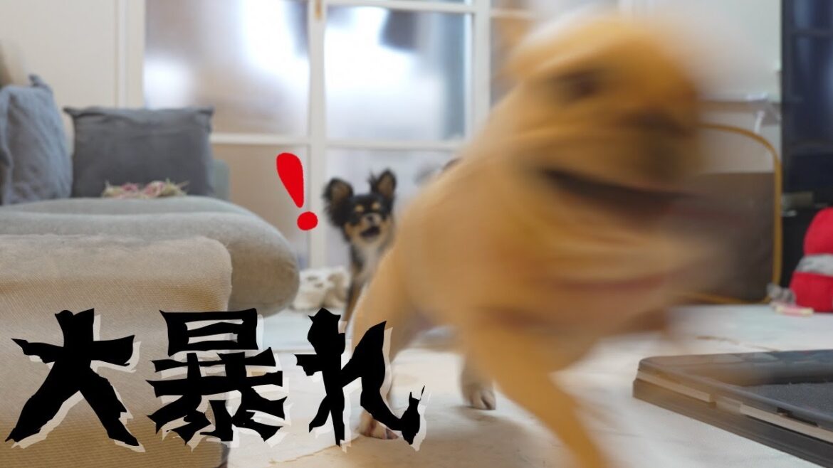 【お留守番2日目】大好きなパパと離れて過ごしていたら...とうとう愛犬たちがおかしくなり始めました