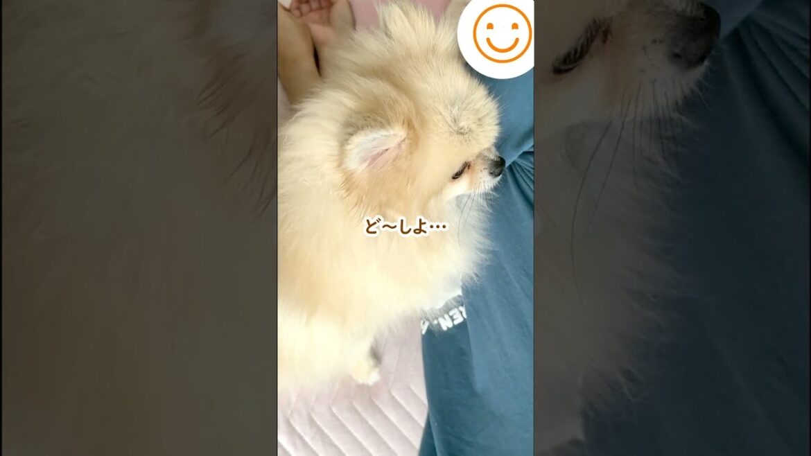 ポメラニアンの可愛すぎる寝方！？コロンと仰向けになるまでがセットです！≪#806 ≫