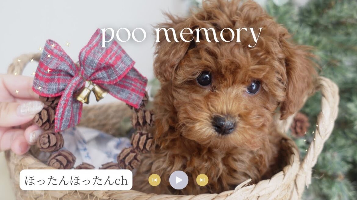 【トイプードルブリーダー】出産後～子犬の巣立ち後の様子・成長記録-プーちゃん（生後0ヶ月～生後5ヶ月）