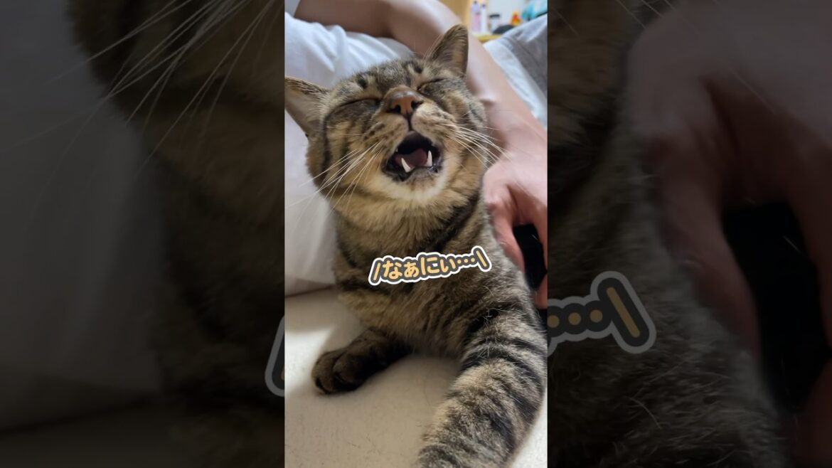 まるで人間のようにパパと会話ができる、とっても賢い猫