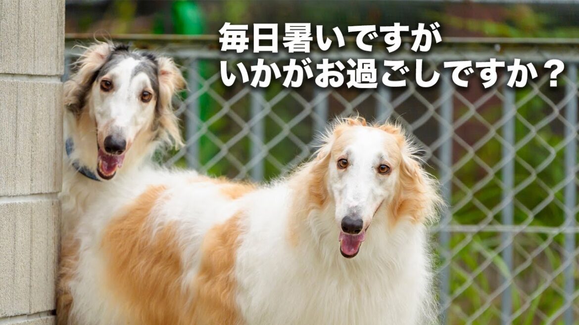 【ボルゾイ夏の過ごし方】毎日暑いので、井戸水が流れるいつものドッグランに逃げ込みました♪