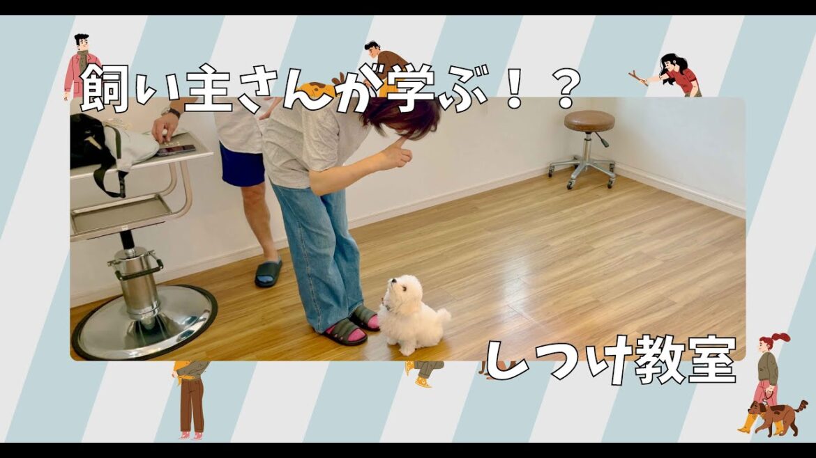 【飼い主さんが学ぶしつけ教室：1回目】ビションフリーゼ - Mugi -
