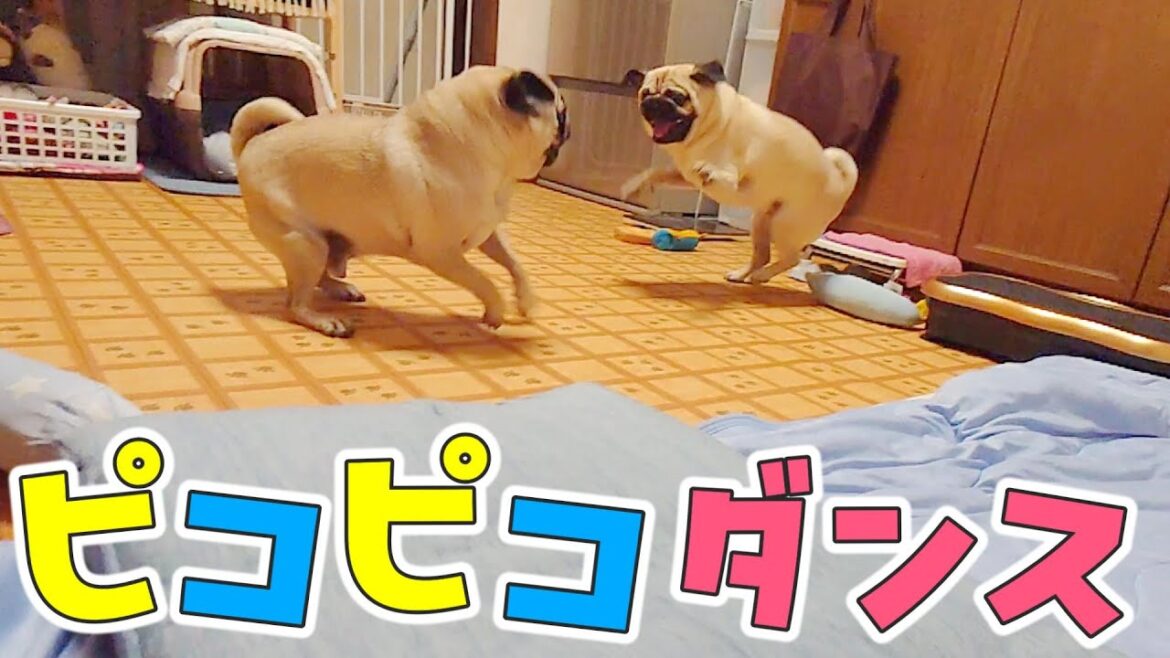 覚醒した弟パグがオリジナルダンスを見せてくれました｜無駄な動き多すぎて笑える｜パグのぺろぽん兄弟pug犬｜